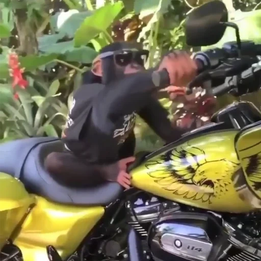 bikes, animals, pessoas, humor animal, animal ridículo