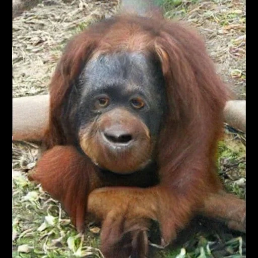 orangután hembra, orangután mono, orangután de sumatra, orangután de sumatra, orangután o orangután