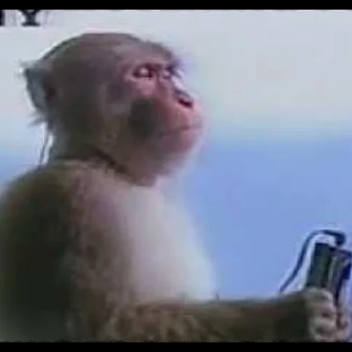 manusia, seekor monyet, monyet lucu, monyet mendengarkan, simpanse monyet merokok