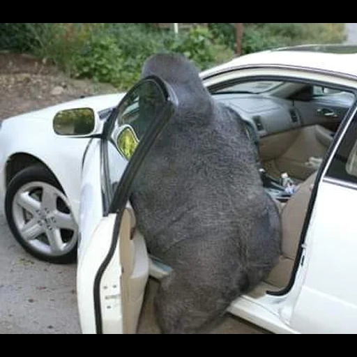 en el auto, funny aimals, harambe de gorilla, el animal arrugó el auto, im a golilla in a ducking coupe