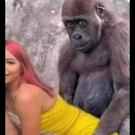 gorilla, meme del gorilla, scimmia gorilla