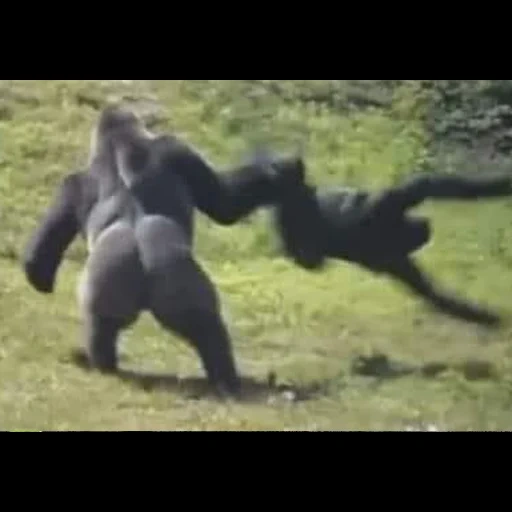 gorillaz, la macchina fotografica, i gorilla combattono, gorilla king kong, mono mono madagascar