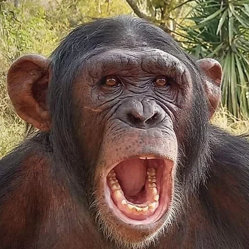 chimpanzés, monkeys drôles, le singe est grand, les chimpanzés sont drôles, chimpanzés de singe