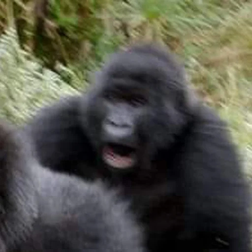 горилла, gorillaz, funny memes, черная горилла, горилла гамадрила