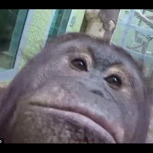 retourner à l'état sauvage, les selfies du singe, selfie d'orangutang, singe gorille, orang-outan fémal