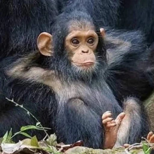 der schimpanse, männlicher schimpanse, schimpansenbaby, der kleine schimpanse, gewöhnlicher schimpanse