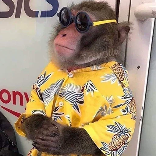 monkey, monkey, monkey meme, animals are cheerful, animals are interesting