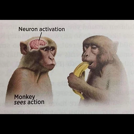 monkey, monkey vedete azione, neutron activation monkey, monkey sees action neuron activation, mr incredible becoming uncanny phase 1