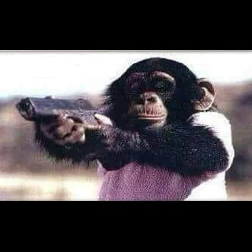 фатима, обезьяна, обезьяна калашом, обезьяна оружием, обезьяна стреляет
