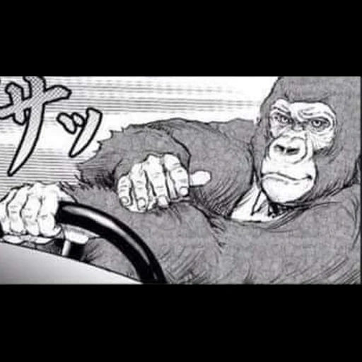 people, monkey, king kong, gorilla cartoon, the monkey is driving