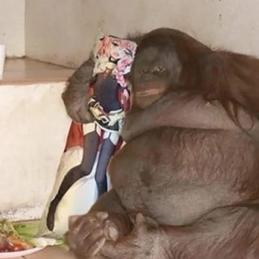 female orangutan, monkey fat, female orangutan, monkey orangutan, fat orangutan