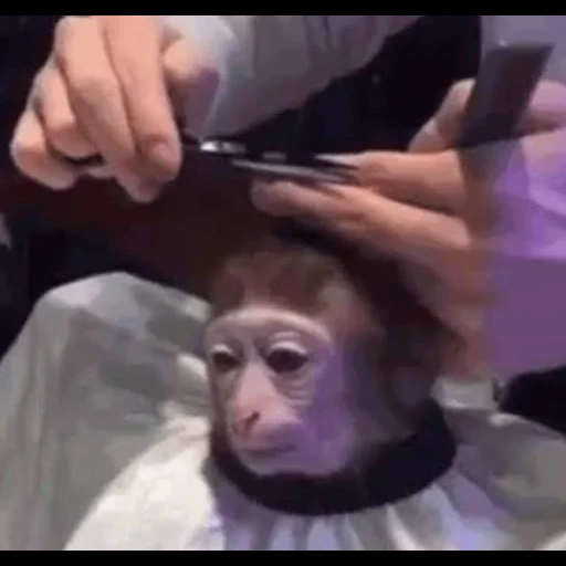 tiermaker, cut a monkey's hair, monkey barber, hair-dressing monkey, the barber is cutting the monkey's hair