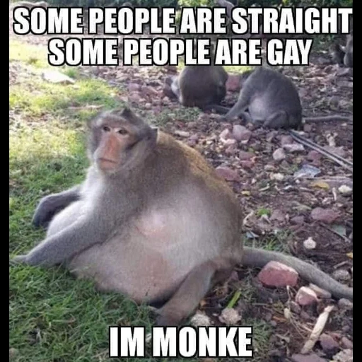 the monkey, fetter makaken, fetter makaken, fat monkey, fat monkey