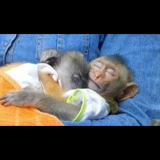 bayi monyet, monyet sedang tidur, monyet tom, hewan itu lucu, cubs hewan