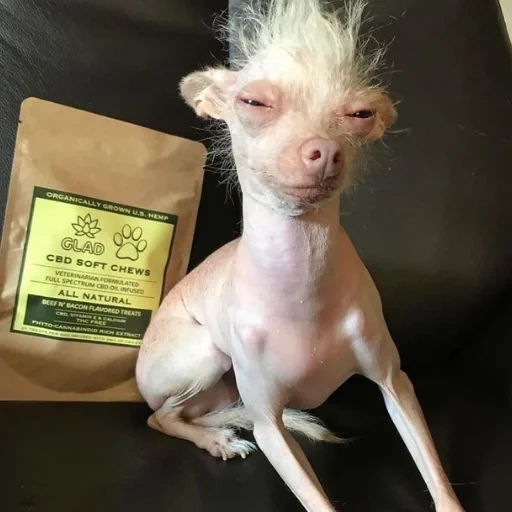 the dog is bald, bald animals, lysy breed of dogs, chinese crested dog, dog breed chinese crested