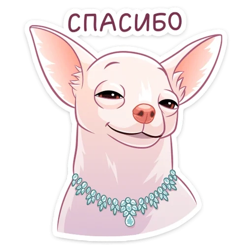 собака, чихуахуа, собака чихуахуа