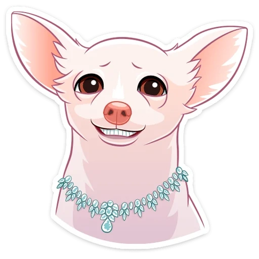 chihuahua, gâté, chienne de chihuahua