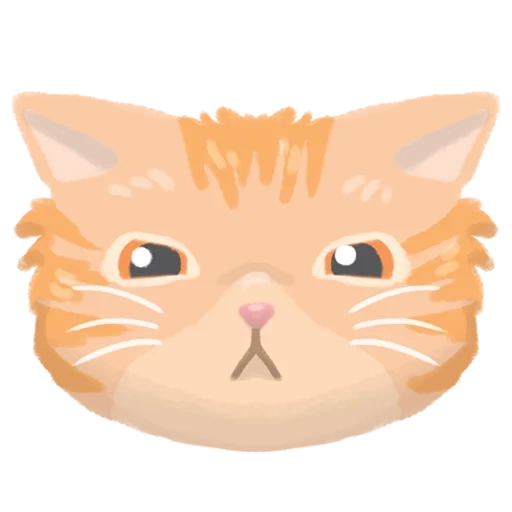 gato, gato anaranjado, cabeza de gato