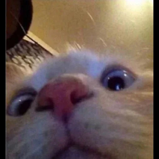 cat, cats, cats memes, cute cats are funny, when accidentally turned on the front camera