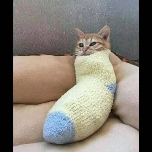 chat, chat, chats, le chat est une chaussette, chats drôles