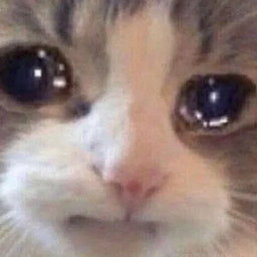 meme de gato, o gato está triste, gato chorando, gato fofo, gatos fofos são engraçados