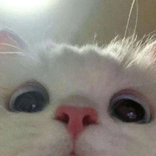 cat, cat, cute cats, cute white cat meme, photos of cute cats