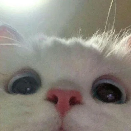 gato, gato, gatos lindos, lindo meme de gato blanco, fotos de lindos gatos