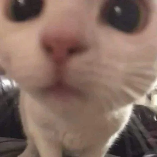 gato, gato de meme, mem cat, gatos lindos, memic lindo gato