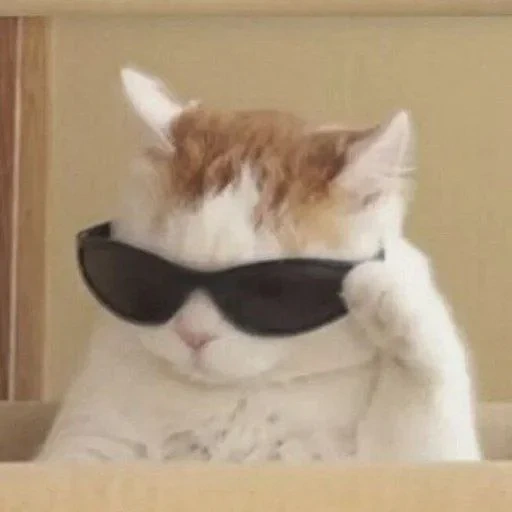 chat avec des lunettes, le chat avec un mème avec des lunettes, mème de chat cool