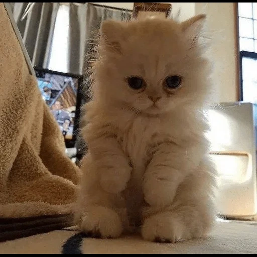 fluffy, fluffy kitten, fluffy kittens, persian kittens, cats are small thoroughbred fluffy