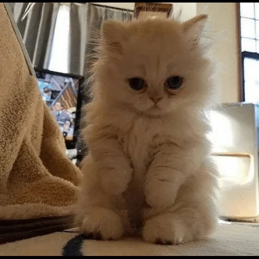 пушистый, fluffy kitten, пушистые котята, персидские котята, кошки маленькие породистые пушистые