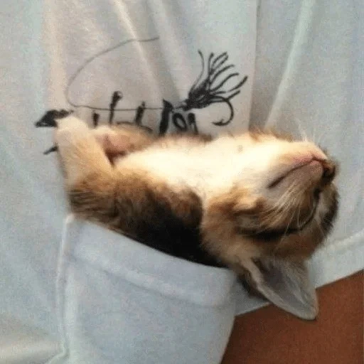 chat, chat, chat endormi, chat endormi, cats drôles mignons