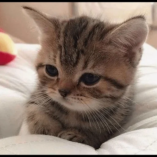 lindo gato, gatos lindos, lindos gatitos, gatito gato, gatito británico