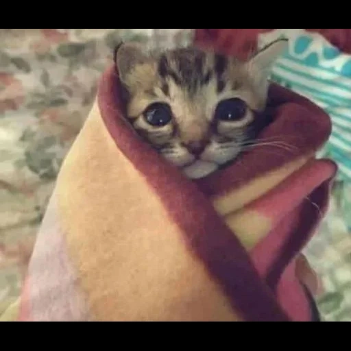 cat, cat, the cat is a blanket, cute animals, funny animals