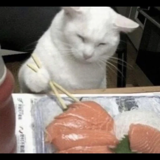 cat, animals, rolla cats, the cat eats rolls, cat sardelka