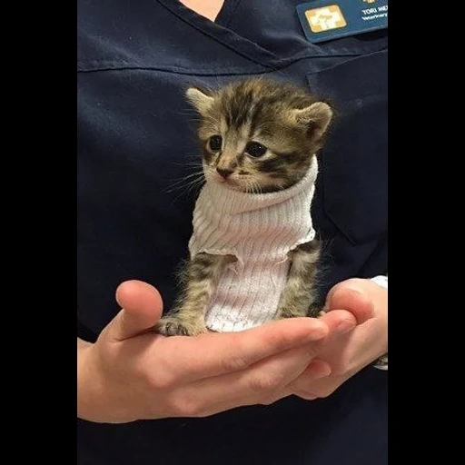 gatto, gatto, un gatto, maglione di gattino, animali divertenti