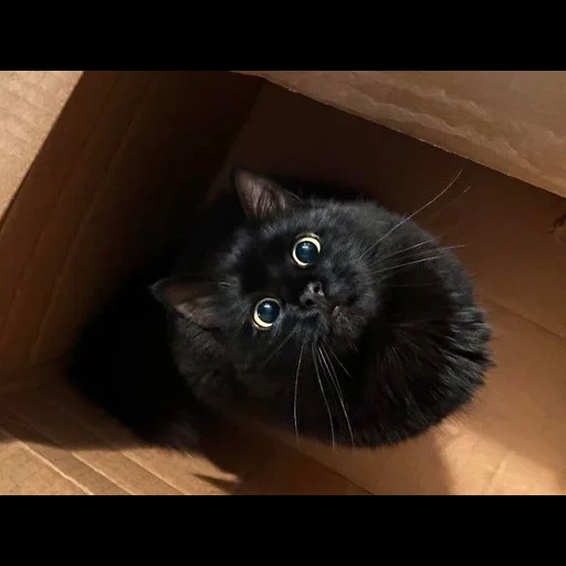 chat noir, chat noir, chat noir, chaton noir, chaton persan noir