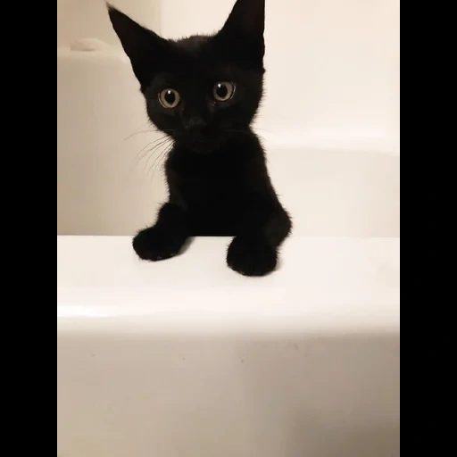 black cat, black kitten, bombay cat, bombay cat kitten, a small black kitten