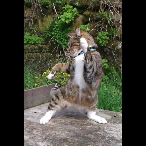 kucing, kucing itu lucu, kucing menari, kucing menari, kucing itu menari kepalanya