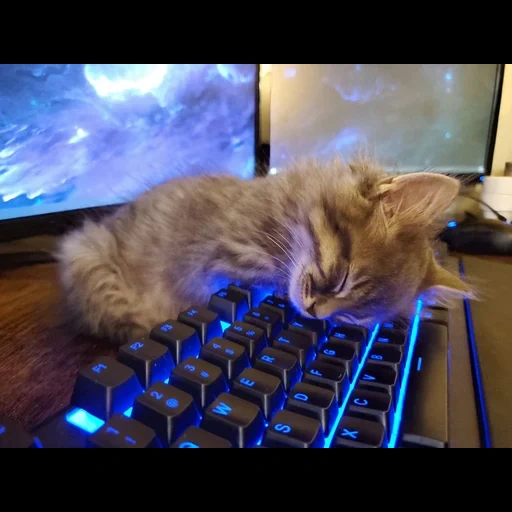 кот, кошка, кот клавиатуре, кошка клавиатуре, забавные животные