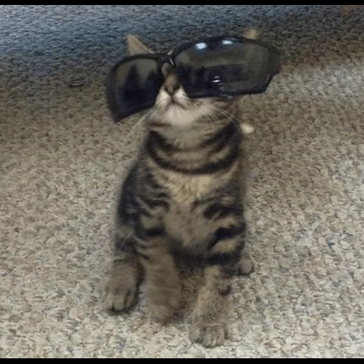 cat, cat of round glasses