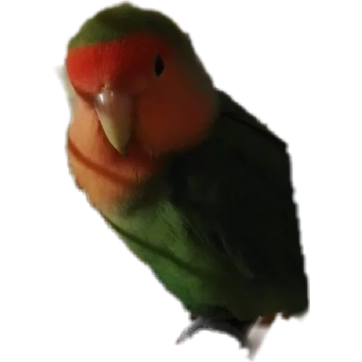 perroquet, perroquet, parler de talking, perroquet, dégènes de perroquets