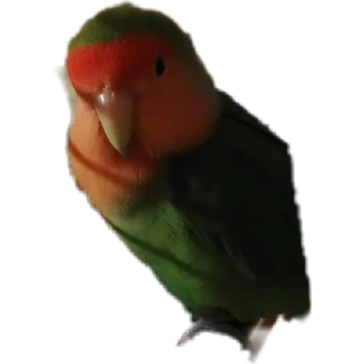 loro, loro de mango, parrot hablando, loro del canario, loros denyers