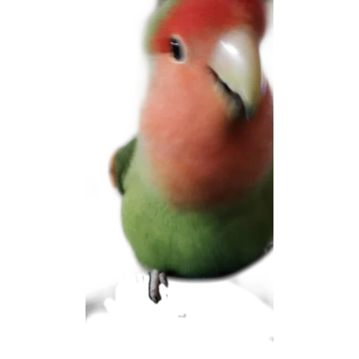 the parrot is a female, demetrines of the bird, parrots denyers, pink cheeked inseparable, the parrot is insidious green