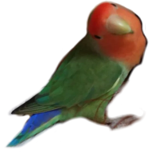 unzertrennliche person, der vogel ist unzertrennlich, der papagei ist unzertrennlich, der papagei ist unzertrennlich, papagei mit rosafarbenen wangen