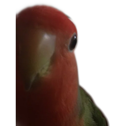 papagaio de manga, a forma do pássaro é inseparável, variedade de manga papagaio, o papagaio é inseparável, o papagaio é inseparável do verde