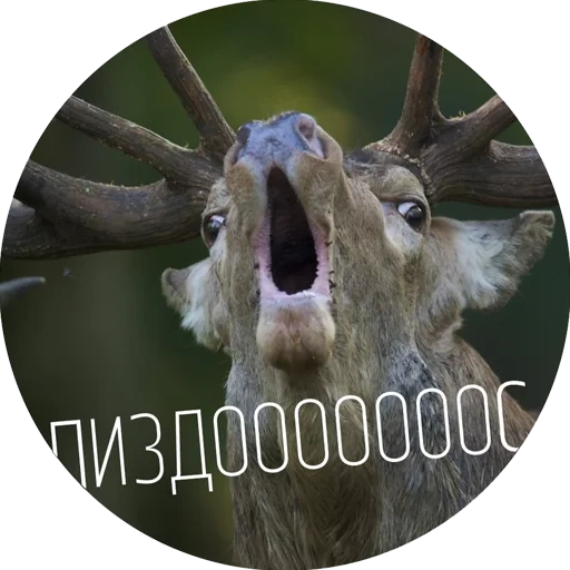 deer, deer elk, deer dumb, red deer, deer funny argos
