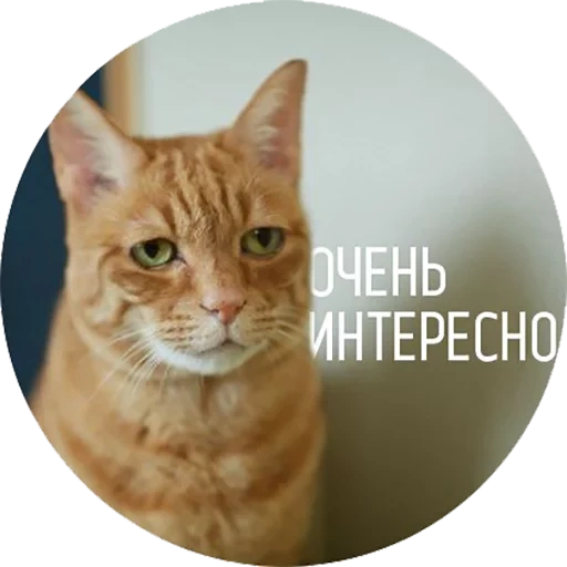 кот, рыжий кот, кошка рыжая, котик рыжий, европейская короткошерстная кошка рыжая