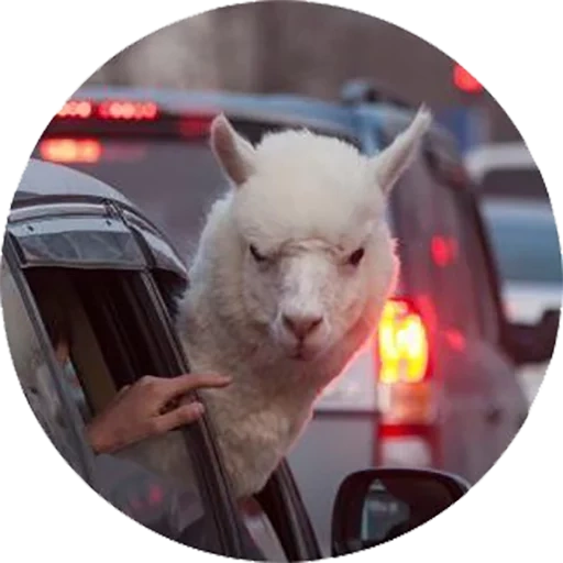 immagine dello schermo, loro stessi, alpaca malvagia, auto alpaca, macchina alpaca malvagia