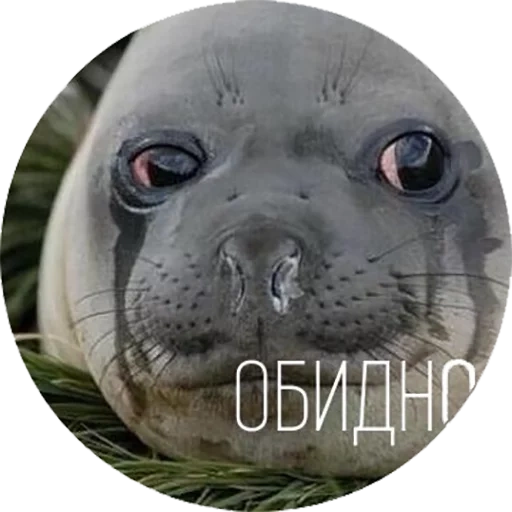 seal, i'm a seal, seal meme, sad seal, a very sad seal